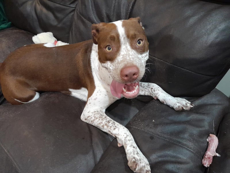 Layla - 23kg, Good with Other Dogs and Children Carousel 1