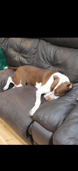Layla - 23kg, Good with Other Dogs and Children Carousel 2