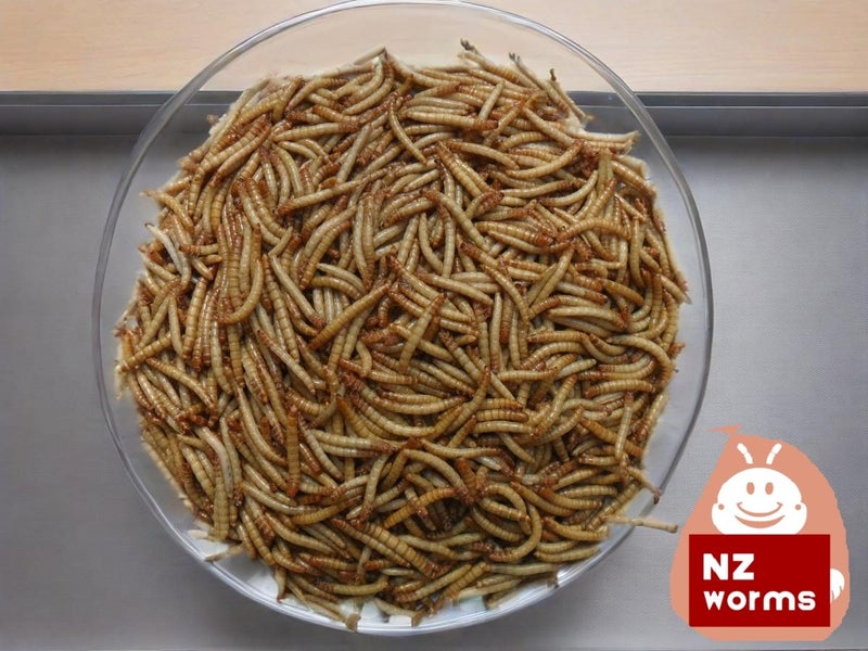 Live Med-Large mealworms 240g more than 1500 Carousel 1