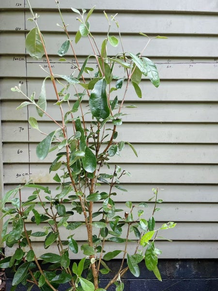 Feijoa Unique/ Apollo/ Mammoth/ Den's choice 5L64406952034435111