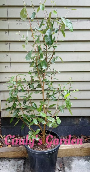 Feijoa Unique/ Apollo/ Mammoth/ Den's choice 5L64406952034435110