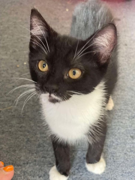 Rescue Kitten Missy Carousel 1