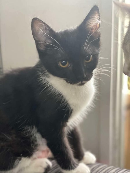 Rescue Kitten Missy Carousel 2