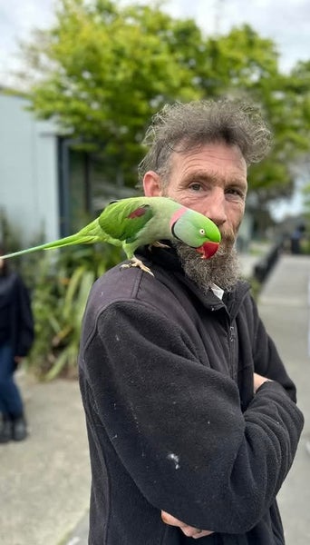 lost alexandrine parrot Carousel 1