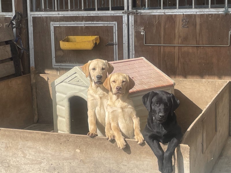 BROSNACROFT Purebred Labrador Puppies62863872831233113