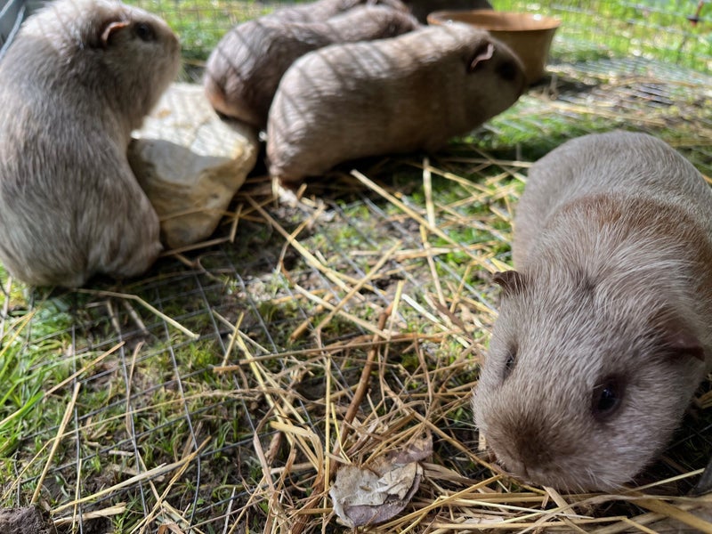 Guinea Pigs........ Babies and Adults Carousel 2