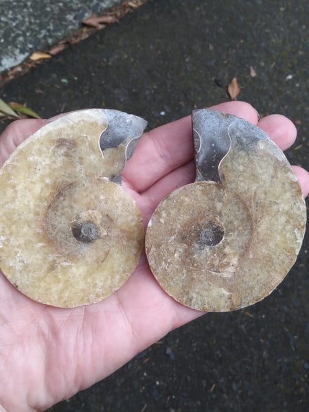 AMMONITE PAIR Carousel 1