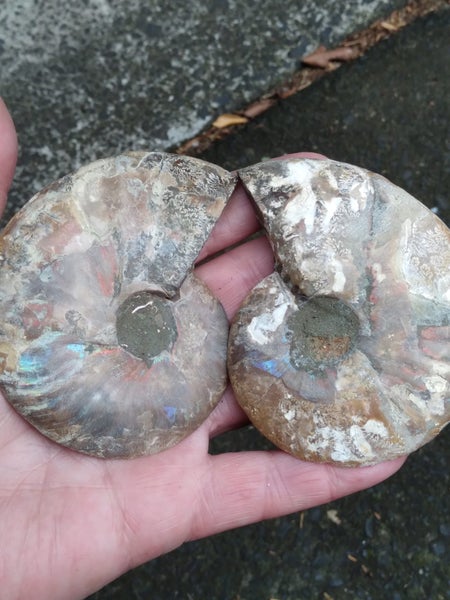 AMMONITE PAIR Carousel 2