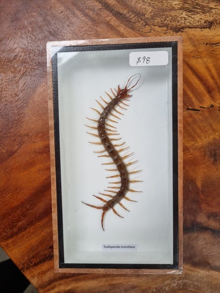 Taxidermied Centipede Carousel 2