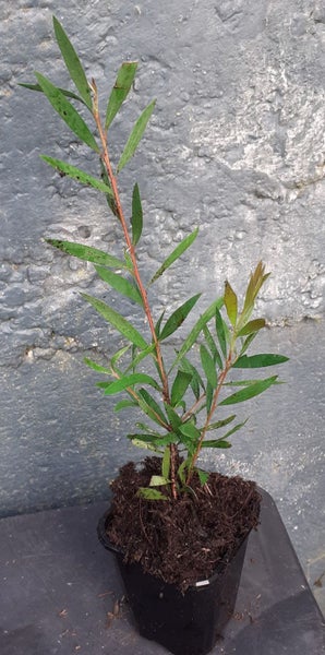 Callistemon Western Glory Carousel 2