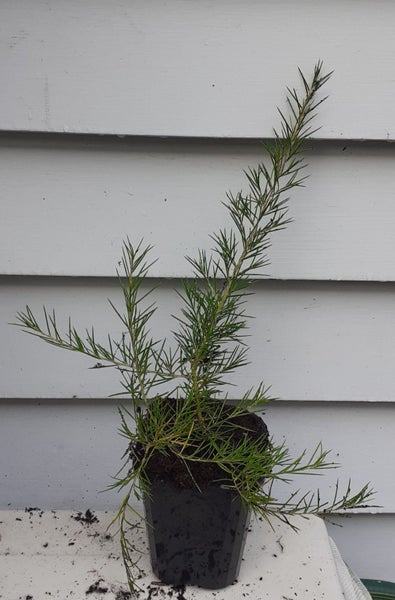 Grevillea Scarlet Sprite compact shrub rose pink and cream flowers Carousel 3