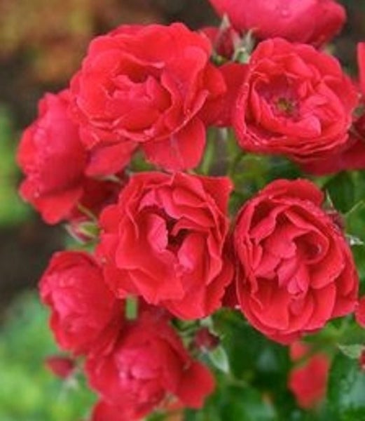 Rose Carpet rose scarlet double Carousel 1