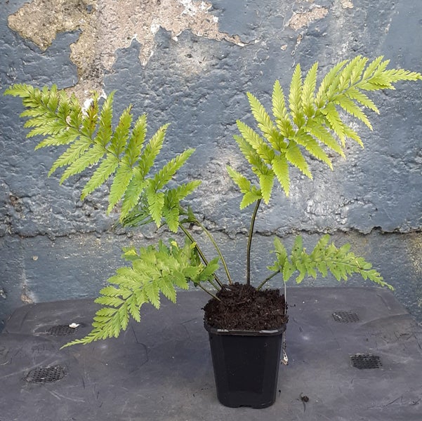 Asplenium bulbiferum Maori Princess improved hen and chickens fern Carousel 1