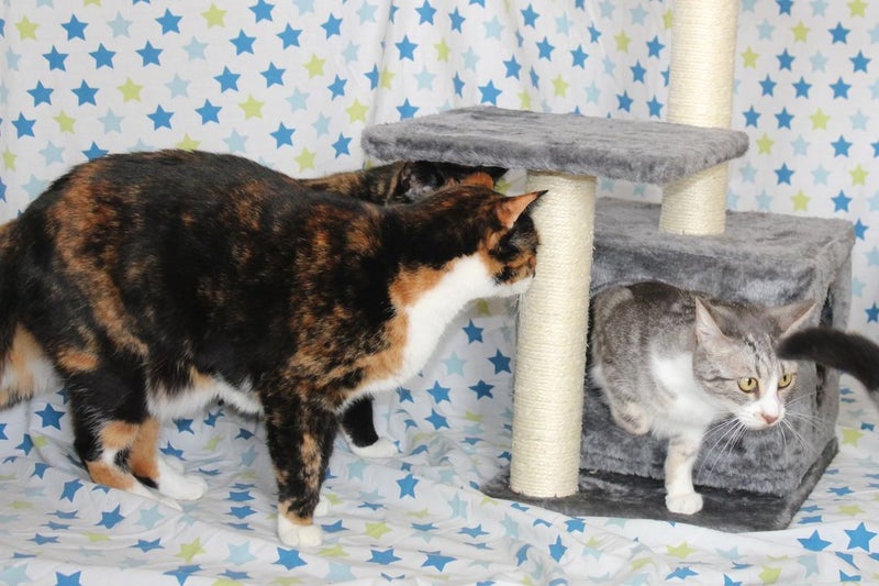 Brave Paws Cat Rescue - Cat - Casey Carousel 14