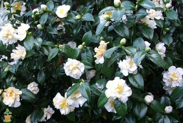 Camellia Setsugekka x 50 Carousel 1