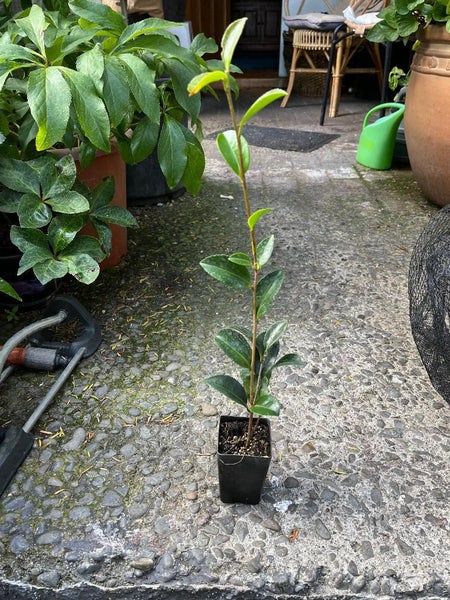 Camellia Setsugekka x 50 Carousel 2