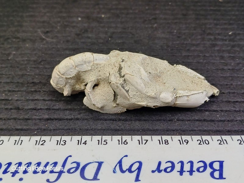 Fossil Mud Lobster - Australian Specimen Carousel 1