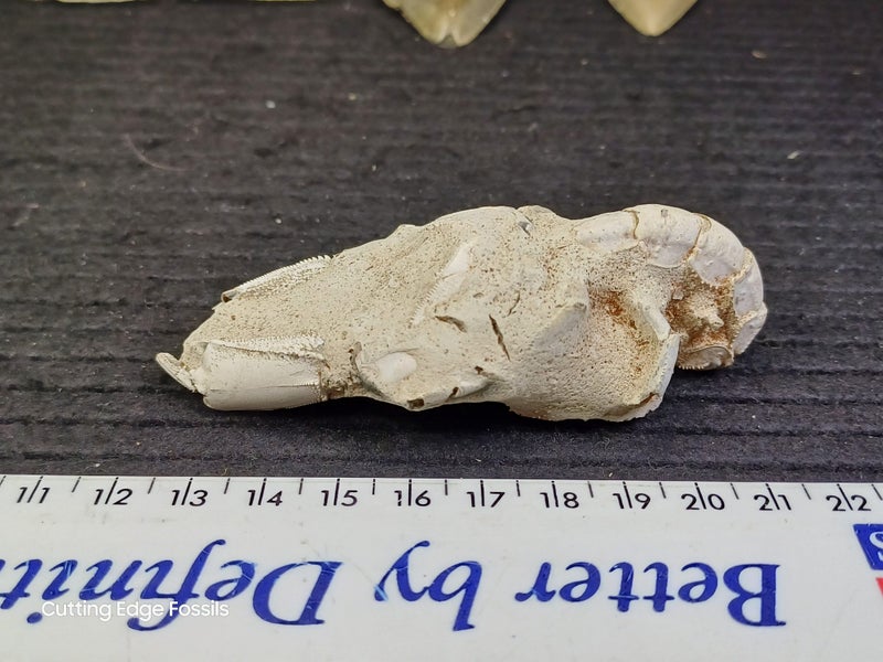 Fossil Mud Lobster - Australian Specimen Carousel 2