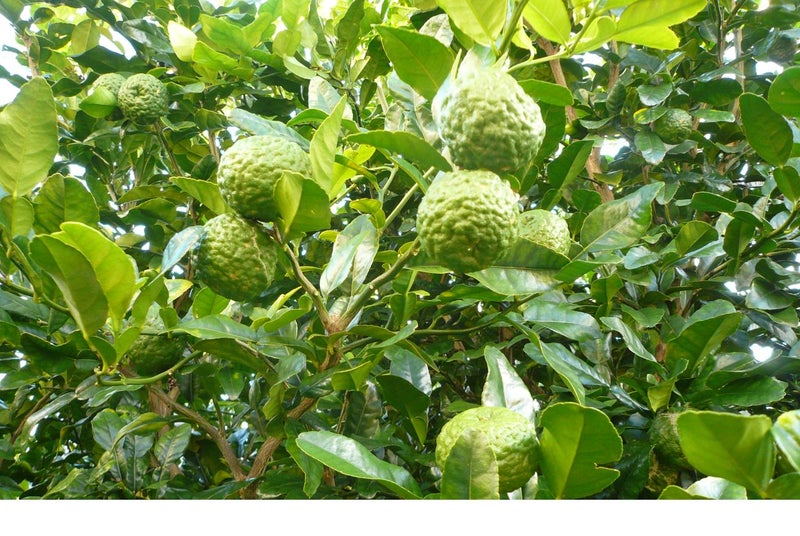 Kaffir lime - 1 Kg Carousel 1