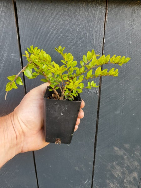 Lonicera Honey Hedge Lime x 50 Carousel 1