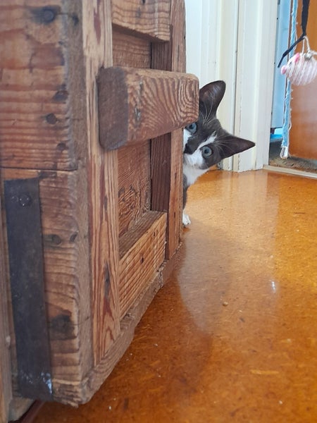 Brave Paws Cat Rescue - Kitten - Emmy Carousel 2