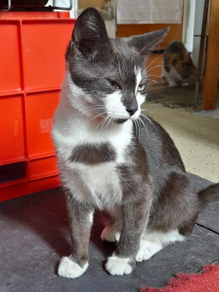 Brave Paws Cat Rescue - Kitten - Emmy Carousel 13