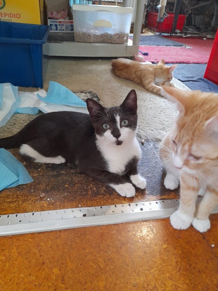 Brave Paws Cat Rescue - Kitten - Emmy Carousel 1