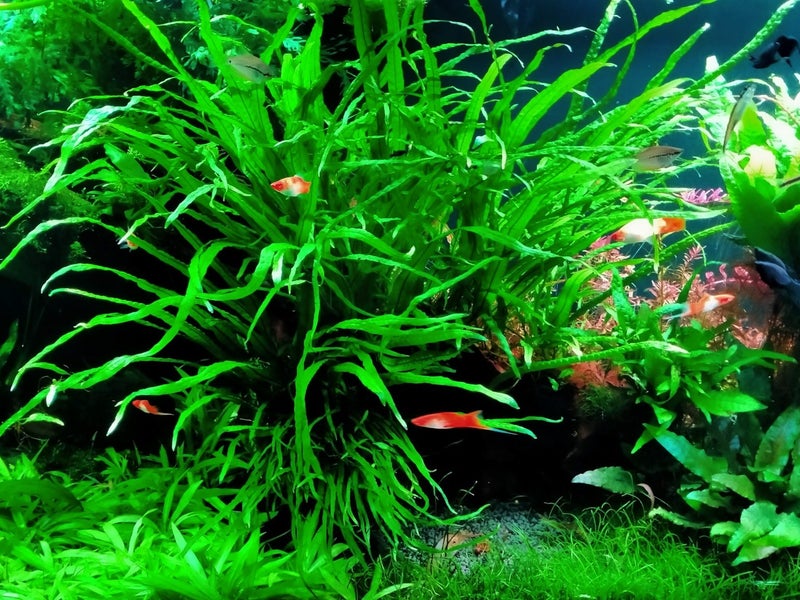 Narrow Leaf Java Fern - Plantlets Carousel 1