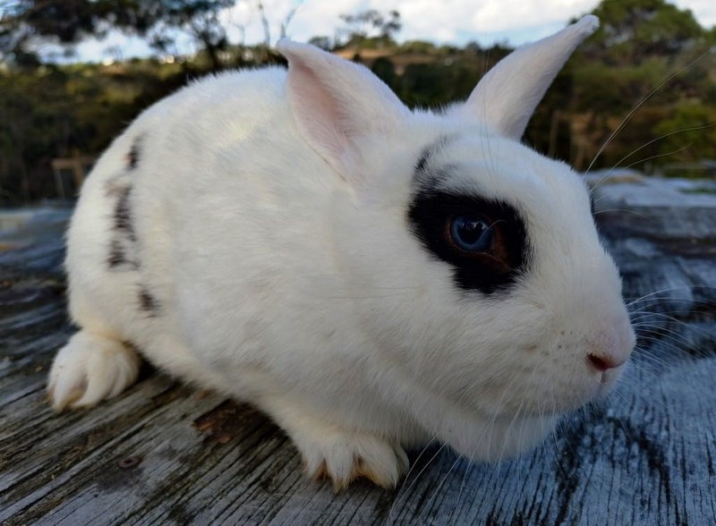 Rabbit - Attractive and Healthy Carousel 1