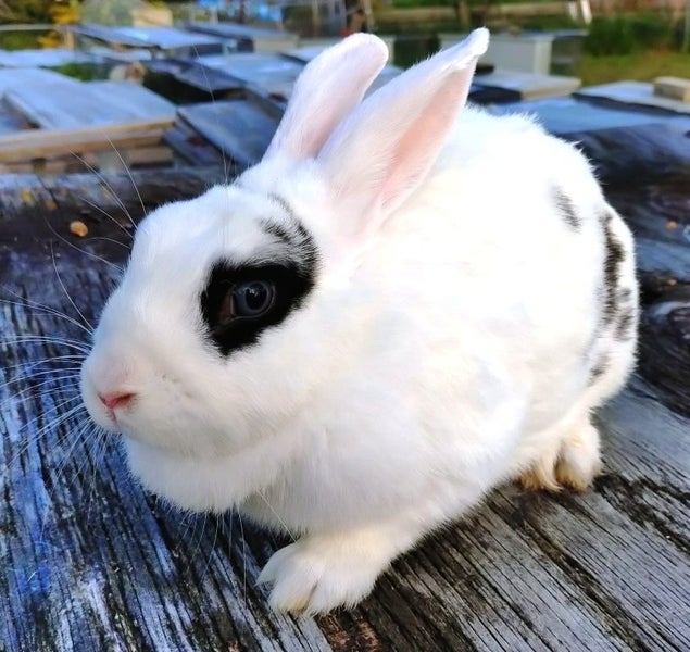 Rabbit - Attractive and Healthy Carousel 2