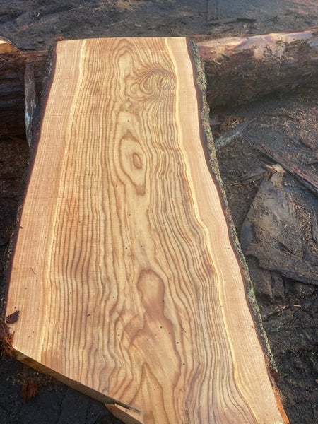 Himalayan cedar slab Carousel 1