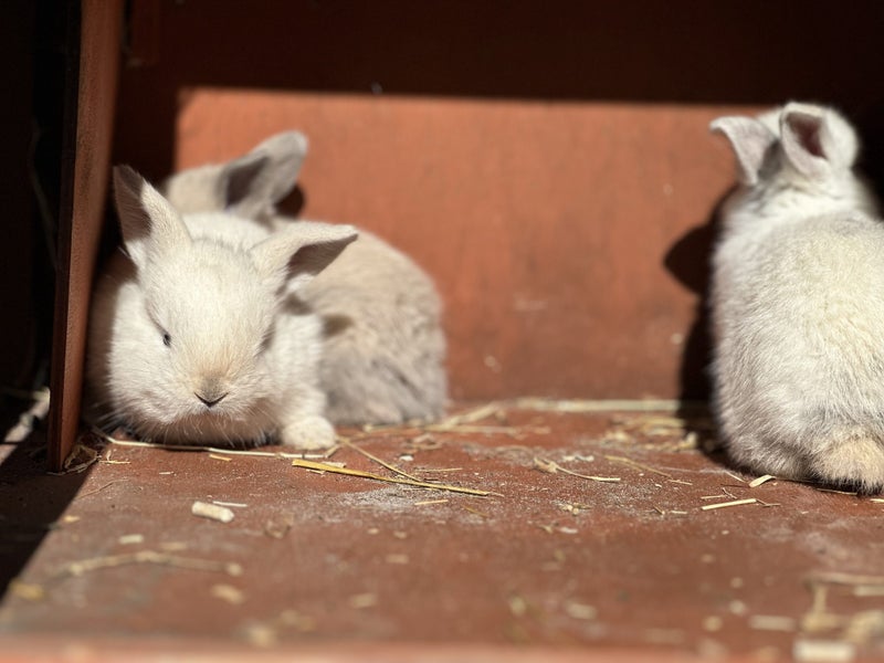 pure bred mini lop kits Carousel 1