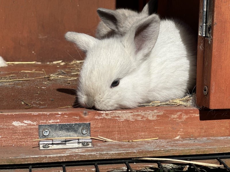pure bred mini lop kits Carousel 2