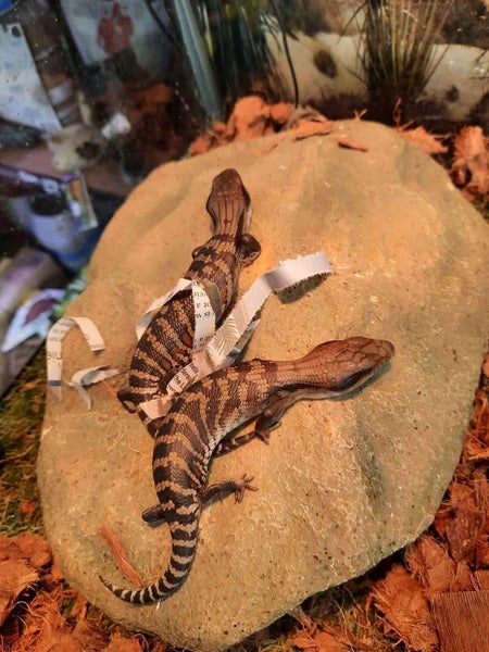 Blue Tongue Skink lizard Carousel 4