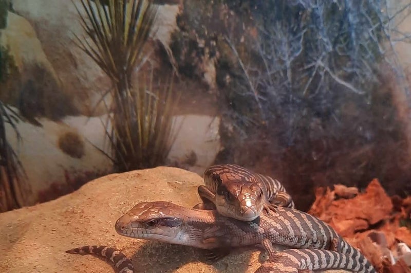 Blue Tongue Skink lizard Carousel 1