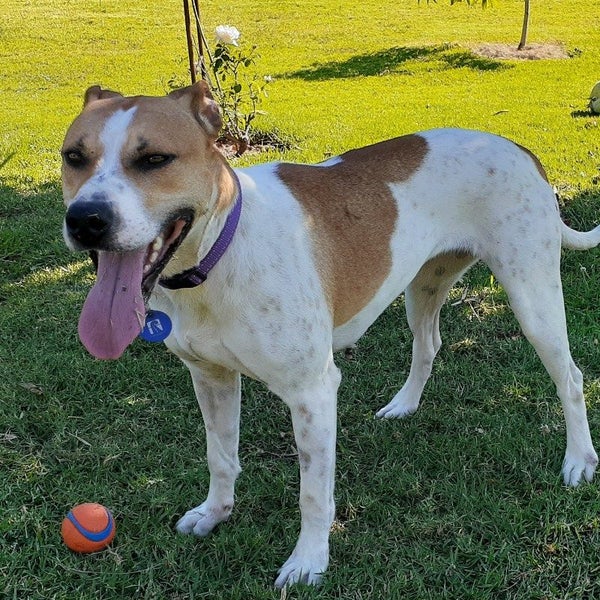 Zoe - Cattle X - BOI Animal Rescue Trust Carousel 1