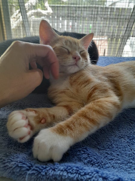Brave Paws Cat Rescue - Kitten Pair - Mittens & Spencer Carousel 2