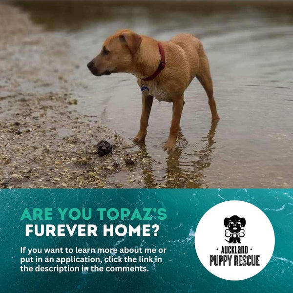 Auckland Puppy Rescue - TOPAZ Carousel 9