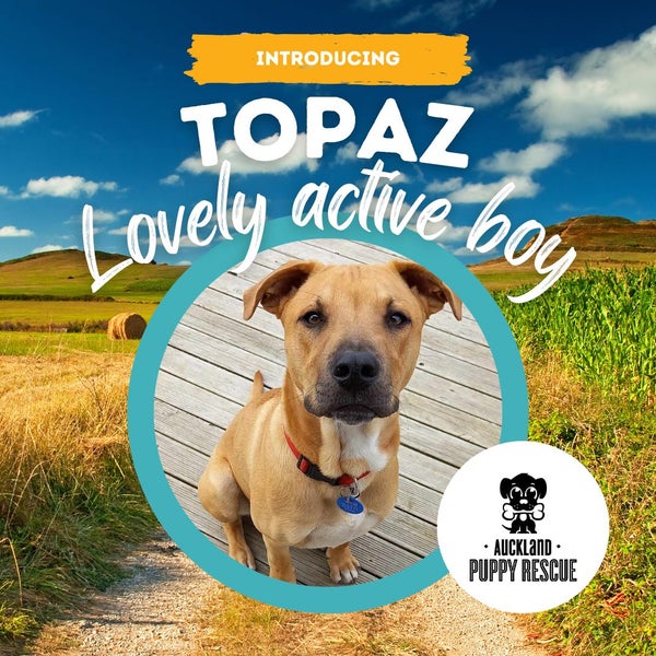 Auckland Puppy Rescue - TOPAZ Carousel 1