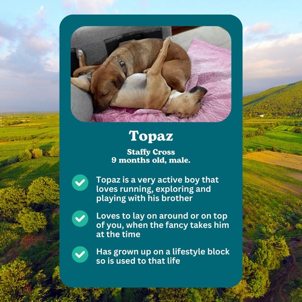 Auckland Puppy Rescue - TOPAZ Carousel 2