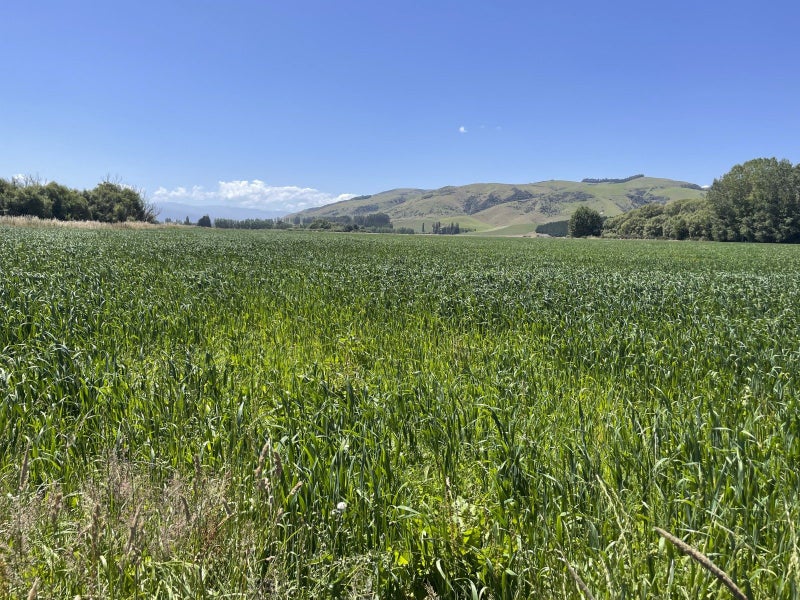 Image 2 of 11