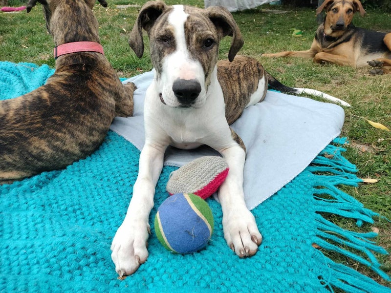 Pound Paws Rescue - Ratu - Waimate Carousel 1