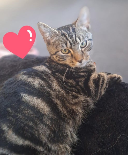 CAT RESCUE CHCH - Ready For Adoption Mr. Manaaki Carousel 2