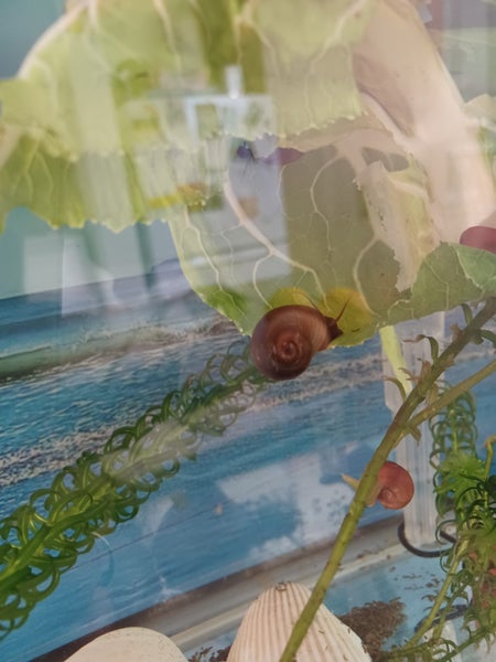 Ramshorn snails Carousel 1