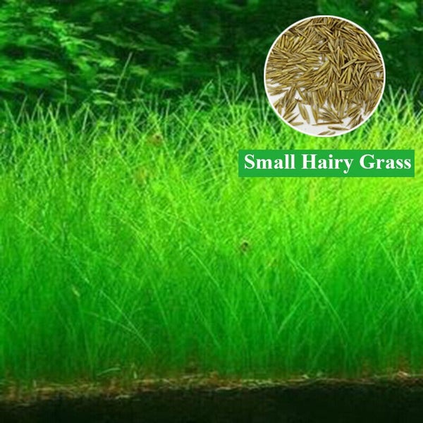Aquarium Plant Seeds Fish Tank Aquatic Water Grass Foreground Easy Plants Carousel 1