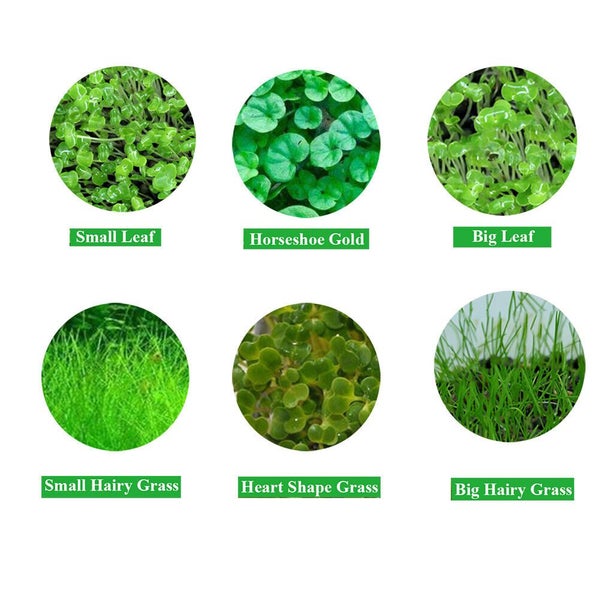 Aquarium Plant Seeds Fish Tank Aquatic Water Grass Foreground Easy Plants Carousel 2