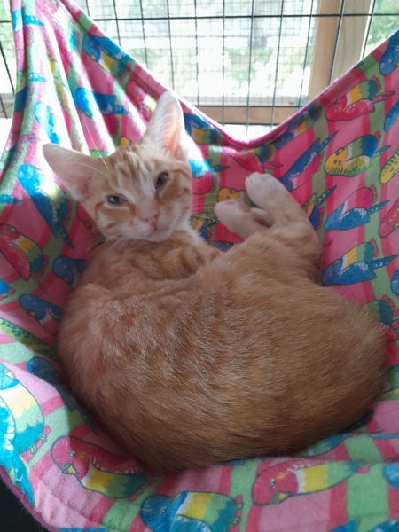 Brave Paws Cat Rescue - Kitten Pair - Mittens & Spencer Carousel 10