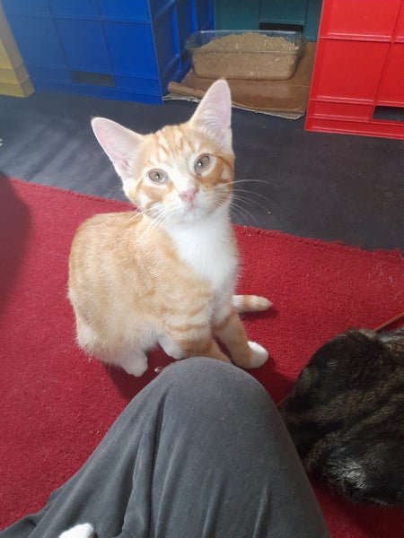 Brave Paws Cat Rescue - Kitten - Spencer Carousel 2