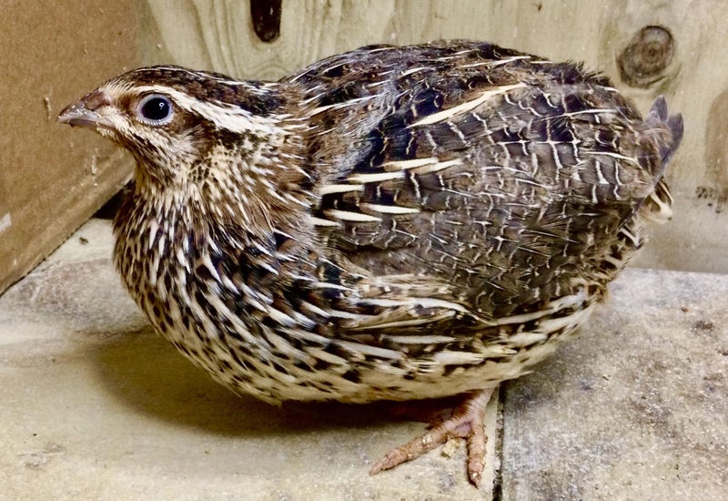 Quail Eggs - Fertile Carousel 1