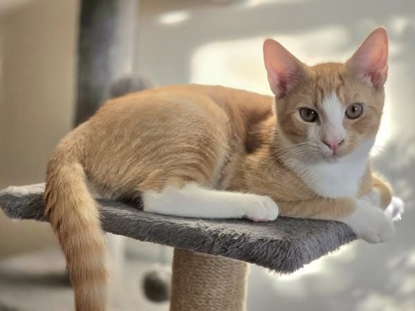 Confident & Playful Ginger Tabby Kitten – Ready for Adoption! PAWSITIVE RESCUE Carousel 2